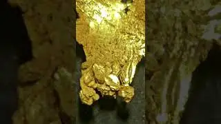 Check out this insane gold specimen from Round Mountain Mine, Nevada! #shortsvideo #shorts