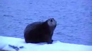 Shy Otter