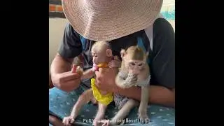Every Day Is a Fruit Party #monkey #poormonkey #monkeybobo #monkeysusu
