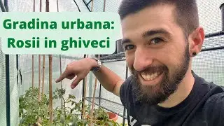 Cum sa cresti rosii in ghiveci (partea a 2-a)