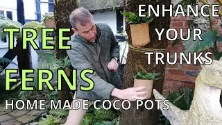 TREE FERNS GARDEN DESIGN IDEA how to enhance your tree fern trunk tree fern care