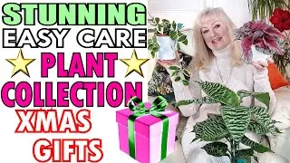 12+ STUNNING EASY CARE Plants For Xmas Gift Ideas | BEST Easy to Care For Houseplant GIFTS 🎀🎁🎄