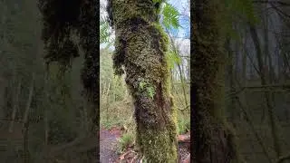Ozzys Trail Adventure in Ridgefield, WA