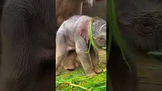 #elephants #elephant #wildlife #elephantlove #elephantsofinstagram