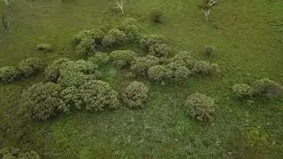 Spotted Safaris From Above: The Green Flats