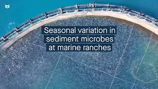 Ecological impact of seasonal diversity in sediment microbes at marine ranches