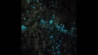 Thousands of glow-worms lighting up Waitomo Glowworm Caves in New Zeleand
