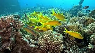 Goatfish on Gubal Island, Red Sea #shorts