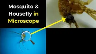 Insects under microscope