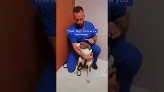 How to Stop a Reverse Sneeze in a Dog