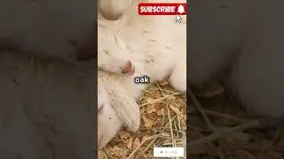 Cute friendship between a dog and goat...
