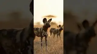 Почему собаки внезапно замирают и смотрят в упор 👀🐶 (Это не случайность)