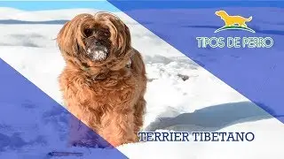 TERRIER TIBETANO - TIPOS DE PERRO