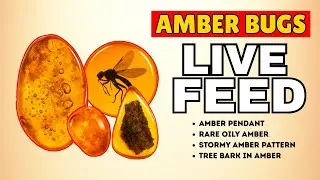 Real Amber with insects &ndash; Rare Bees, Flowers & Mosquito Fossils