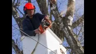 Tree Service San Antonio