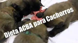 ACBA Para Cachorros de 26 Dias ACBA natural