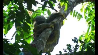 Machaca a Piranha of Central American rivers (Rio San Juan)