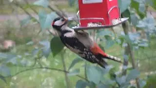 A Woodpecker Perched And Eating On A Bird Food Dispenser Hanging By A Tree Plant
