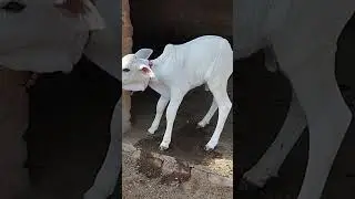 pure cholistani calf premium quality
