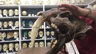Smilodon Skull Stand