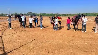 ￼ sayla Pasu Mela horse Darshini