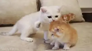 Kitten Coco MET her four Brothers  1080 X 1920