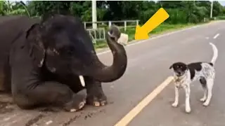 Daring Elephant Dad Risks It All to Save His Trapped Family!