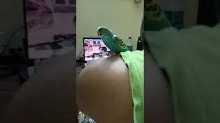 #budgies #budgieslife #budgiesplaying  #budgiestagram