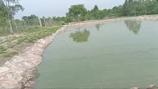 Fish pond costs