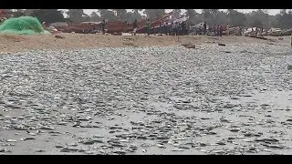Chinese fish meal processing Factory Golden Lead is destroying Gambia.