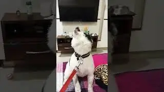 &ldquo;That One Head Tilt That Breaks the Internet 😍&rdquo; #funny #cute #funnycute #headtilt #funniestvideo