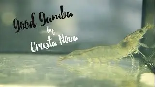 Bayerische Garnelen: Good Gamba von Crusta Nova. Gourmondo Unterwegs