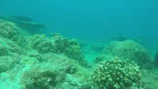 Coral Reef Interaction: 