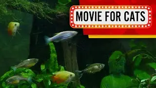 Cat Games - Old green aquarium (Video for Cats to watch)