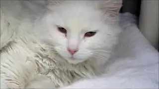 Animal Pick-up Lines - Larimer Humane Society