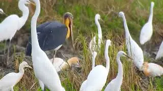 Lesser Adjutant with Cattle and Intermediate Egrets