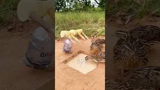 Create DIY Bird Trap # Easy Quail Trap # shorts