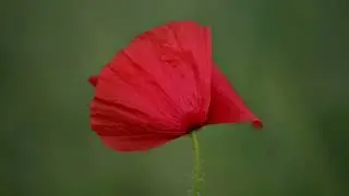 Gentle Red Poppy in the Wind &ndash; Macro Looping Nature Video