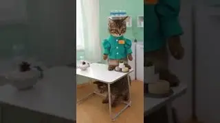 ❤️Cute Kittens Adorable Playtime Moments #catz #lovecats #cats