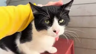 Triple A Gatos Fígaro RCancio 