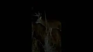 Just petting a wild 160 Giant Buck in the Wild- Deer Hunting