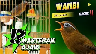 Super Guacor MASTERAN Burung Wambi Isian Terbukti