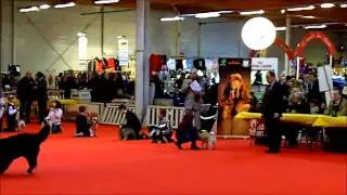concours junior handling