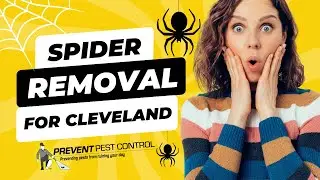 Expert Spider Removal Services for Cleveland Residents
