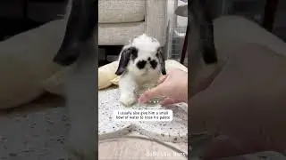 How to give medicine to a sleepy bunny 😴🐰💊
