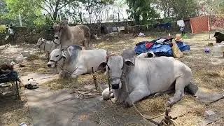 ongole jathi gittalu power full Bulls