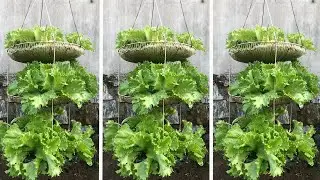 Growing vegetables with a fan cage, crazy ideas, unexpected results