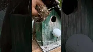 Refurbishing a Bird House #birdhouse #learnerslearning #newhouse #birds