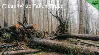 Cleaning up fallen trees
