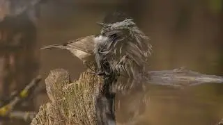 Birds in Hungary 2024